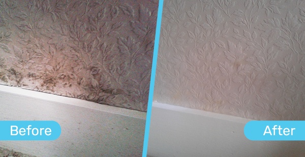 Before and After shot of Mould Magic working on a papered wall